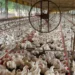 Tocantins descarta gripe aviária e plantel segue livre de doenças