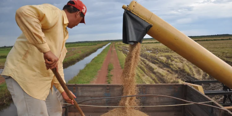 Tocantins é o 3º estado que mais cresceu no valor da produção agrícola entre 2018 e 2023