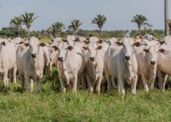 A declaração poderá ser feita até dia 10 de junho em qualquer escritório da Adapec no Estado. Foto - Keven Lopes / Governo do Tocantins