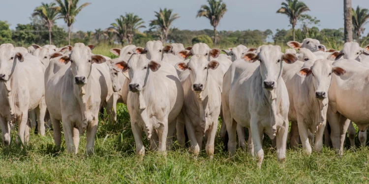 Produtor rural poderá fazer a declaração de informações pecuárias até 10 de junho sem multa