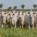 Produtor rural poderá fazer a declaração de informações pecuárias até 10 de junho sem multa