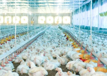 Tocantins descarta presença do vírus de alta patogenicidade da gripe aviária e tranquiliza a população para o consumo de carne e ovos