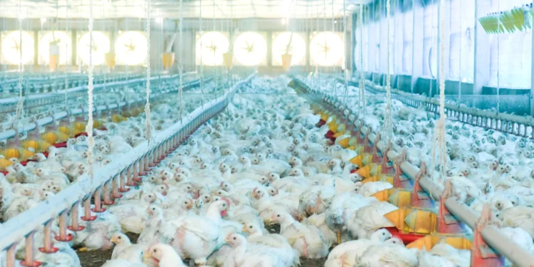 Tocantins descarta presença do vírus de alta patogenicidade da gripe aviária e tranquiliza a população para o consumo de carne e ovos