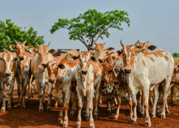 Deverão ser declarados todos os animais da propriedade. Foto - Keven Lopes / Governo do Tocantins.