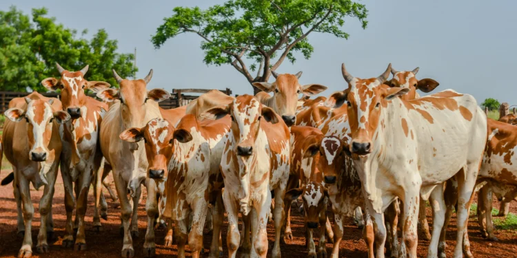 Adapec alerta produtores rurais sobre o fim do prazo para declaração obrigatória de informações pecuárias que encerra 31 de maio