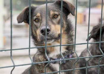 O crime de maus-tratos contra animais tem pena prevista de 2 a 5 anos de reclusão - Imagem ilustrativa/Divulgação Web