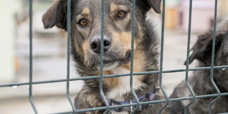 O crime de maus-tratos contra animais tem pena prevista de 2 a 5 anos de reclusão - Imagem ilustrativa/Divulgação Web