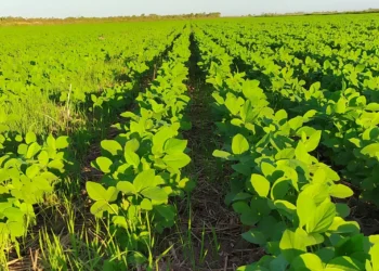 Os sojicultores das Várzeas Tropicais terão mais seis dias para encerrar o plantio de soja na região
