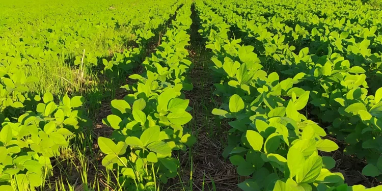 Governo do Tocantins prorroga o prazo da janela de plantio de soja nas várzeas tropicais até dia 6 de junho