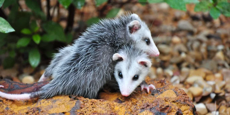 Prefeitura de Palmas orienta população sobre a presença de mucuras nas áreas urbanas