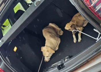 Apesar da situação de maus tratos, dois cães conseguiram sobreviver e forAM resgatados Crédito -Foto - PC/TO