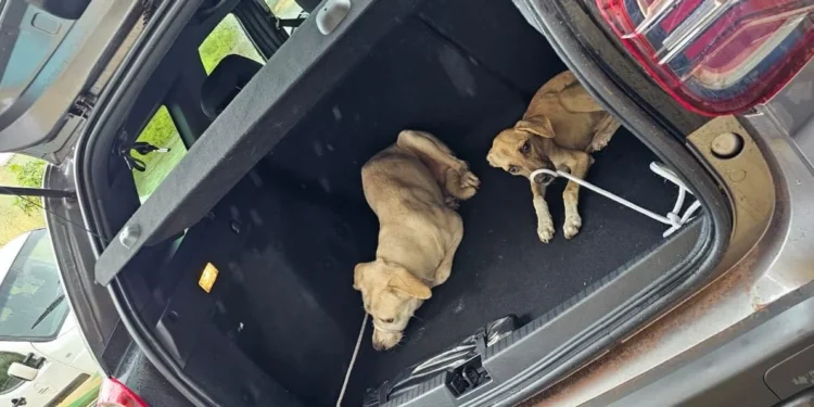 Em Paraíso do Tocantins, Polícia Civil indicia casal que deixou cachorros abandonados em casa