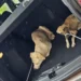 Em Paraíso do Tocantins, Polícia Civil indicia casal que deixou cachorros abandonados em casa