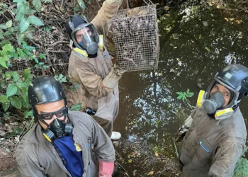 Adapec conclui ação de monitoramento de abrigos e captura de morcegos hematófagos em Alvorada
