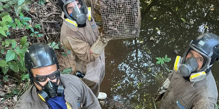 Adapec conclui ação de monitoramento de abrigos e captura de morcegos hematófagos em Alvorada