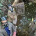 Adapec conclui ação de monitoramento de abrigos e captura de morcegos hematófagos em Alvorada