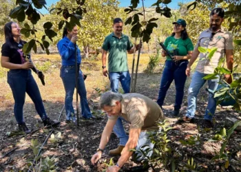Naturatins e Unitins reintroduzem exemplares de bromélias à natureza e reforçam a preservação do Cerrado tocantinense