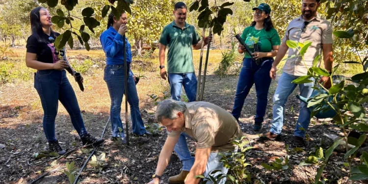 Naturatins e Unitins reintroduzem exemplares de bromélias à natureza e reforçam a preservação do Cerrado tocantinense