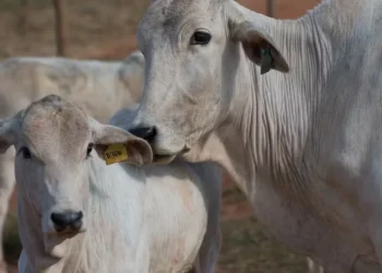 Arroba foi negociada, em média, a R$ 318 a prazo em Barretos e Araçatuba (SP) — Foto: Tony Oliveira/CNA