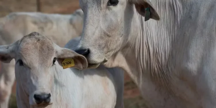 Preço do boi gordo fica estável em São Paulo