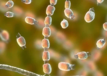 Infecções por superfungos preocupam especialistas e desafiam tratamentos