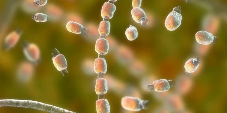 Infecções por superfungos preocupam especialistas e desafiam tratamentos