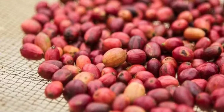 Preço do café robusta caiu com força em abril e segue recuando em maio