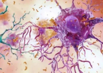 A inflamação no hipotálamo ocorre poucos dias após a ingestão excessiva de gordura e está associada ao desenvolvimento de doenças metabólicas
crédito: NIA/NIH