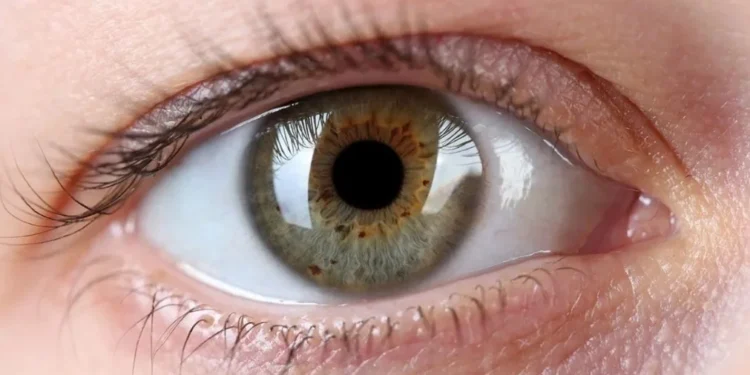 Injeções com partículas de ouro restauram visão em ratos cegos, diz estudo