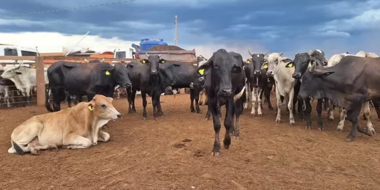 Preço do boi gordo segue estável em São Paulo