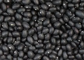 Grãos de feijão-preto — Foto: Freepik