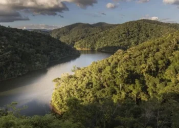 Mata Atlântica é o bioma mais ameaçado do país • Getty Images