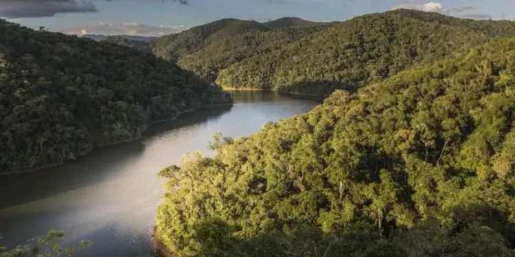 Mata Atlântica é o bioma mais ameaçado do país • Getty Images