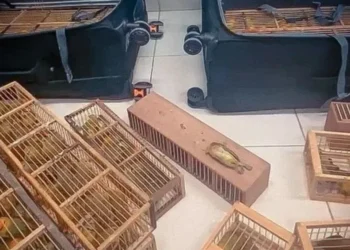 Passageiro é preso com 280 canários em malas no aeroporto de Boa Vista, em Roraima • Reprodução/PF-RR