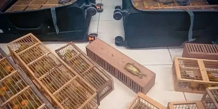 Passageiro é preso com 280 canários em malas no aeroporto de Boa Vista, em Roraima • Reprodução/PF-RR