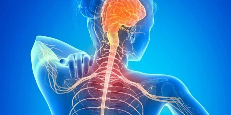 Ilustração mostra corpo feminino de costas e regiões afetadas pela esclerose múltipla - crédito: Prosense/reprodução