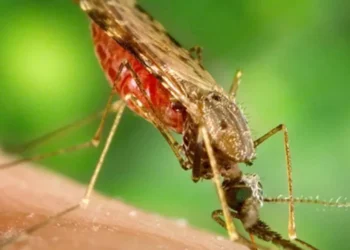 Mosquito Anopheles, vetor do patógeno da malária • Foto: James Gathany/CDC