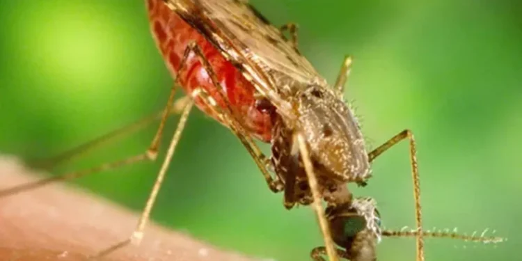 Mosquito Anopheles, vetor do patógeno da malária • Foto: James Gathany/CDC