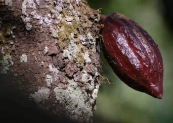 Cacau • 27/02/2024REUTERS/Francis Kokoroko