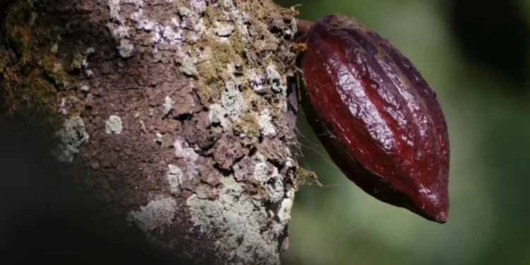 Estudo sugere sistema de métricas e metas para bioeconomia