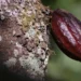 Estudo sugere sistema de métricas e metas para bioeconomia