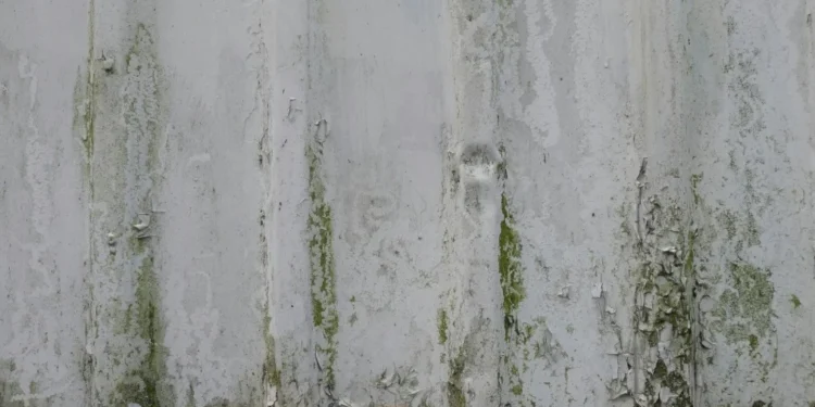 Mofo é problema comum em casa e perigoso à saúde: veja como evitá-lo