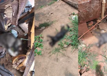 Gatos são encontrados mortos com suspeita de envenenamento criminoso • Divulgação