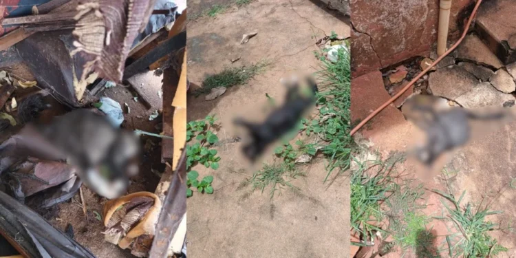 Mulher que envenenou 26 gatos é condenada por mortes no interior de SP