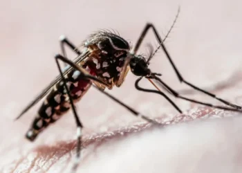 Dengue e zika são transmitidas pela picada do Aedes aegypti • Joao Paulo Burini/GettyImages
