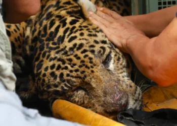 Animal está com alto grau de desidratação e rins e fígado comprometidos. • Saul Schramm