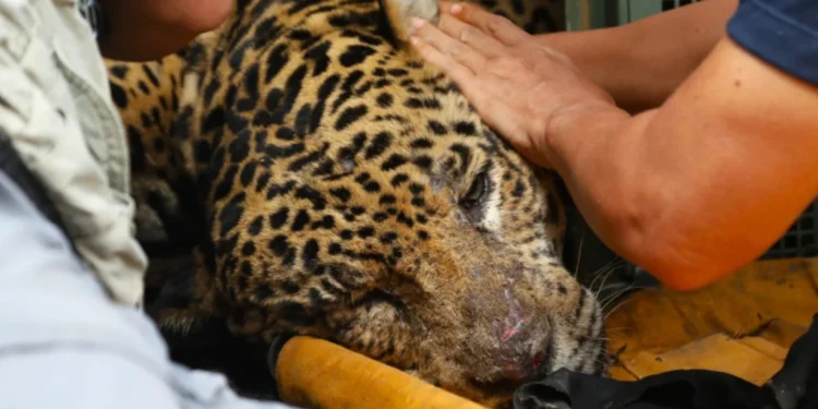 Animal está com alto grau de desidratação e rins e fígado comprometidos. • Saul Schramm