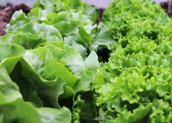 Alface crespa é a mais consumida no Brasil Alface crespa é a mais consumida no Brasil — Foto: Pixabay