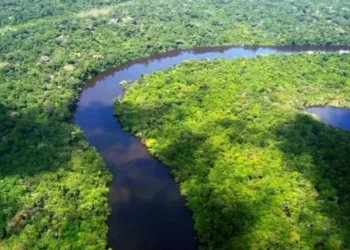 Queda de 32,4% no desmatamento no Brasil em 2024. • Agência Pará