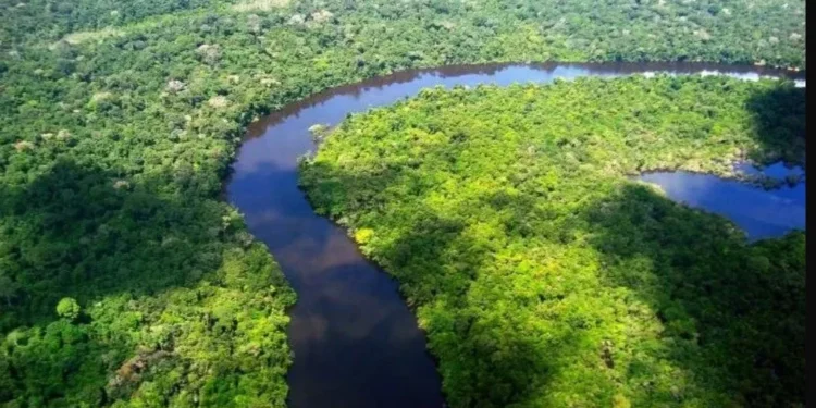 Desmatamento cai 32,4% no Brasil em 2024, mostra estudo